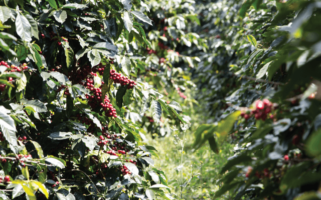 Cà phê Robusta leo lên mức cao kỷ lục mới