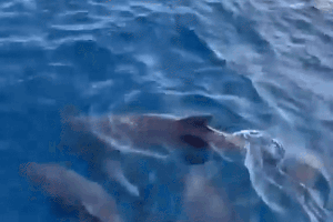 Phú Yên: Hơn 100 con cá heo xuất hiện gần danh thắng Mũi Điện