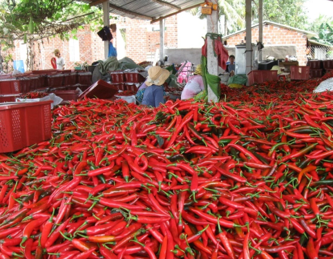 Xuất khẩu ớt sang thị trường Trung Quốc tăng 72,3%