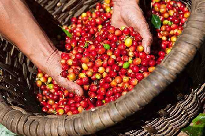 Cà phê Robusta giá tăng mạnh, giá cà phê trong nước tiến sát mốc 130.000 đồng/kg