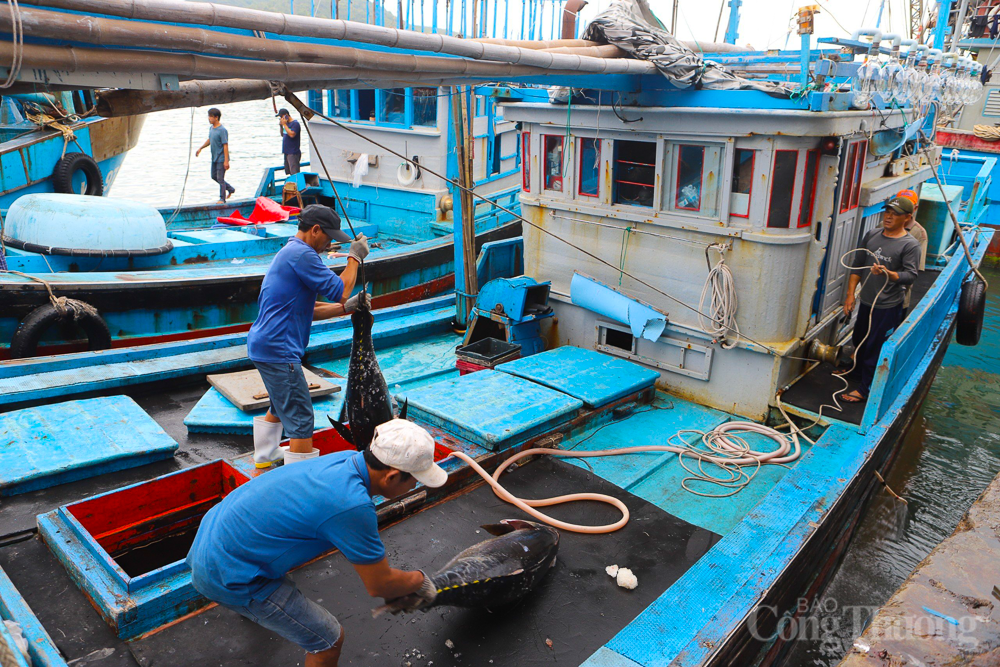 Phát triển nghề cá bền vững là căn cốt để giải quyết vấn đề khai thác IUU