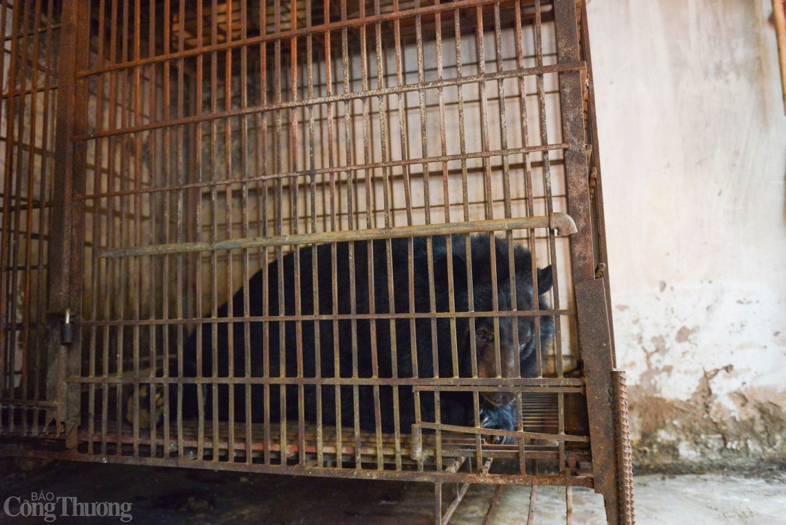 Hà Nội: Cận cảnh cứu hộ gấu ngựa bị nuôi nhốt 22 năm tại nhà dân