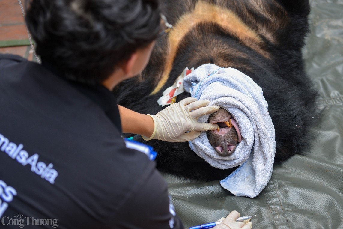 Hà Nội: Cận cảnh cứu hộ gấu ngựa bị nuôi nhốt 22 năm tại nhà dân