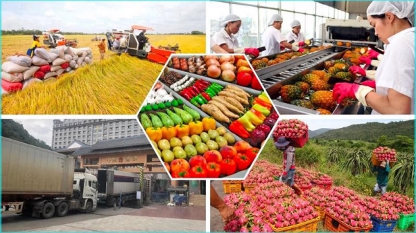 Giá nông sản hôm nay|tin tức về giá nông sản|tin về thị trường nông sản|thông tin về thị trường nông sản Việt Nam|tin về nông sản Việt Nam|