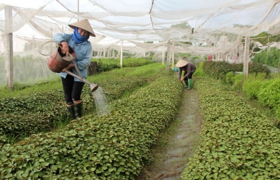 Bắc Giang: Hỗ trợ tối đa để các hợp tác xã phát triển hơn nữa