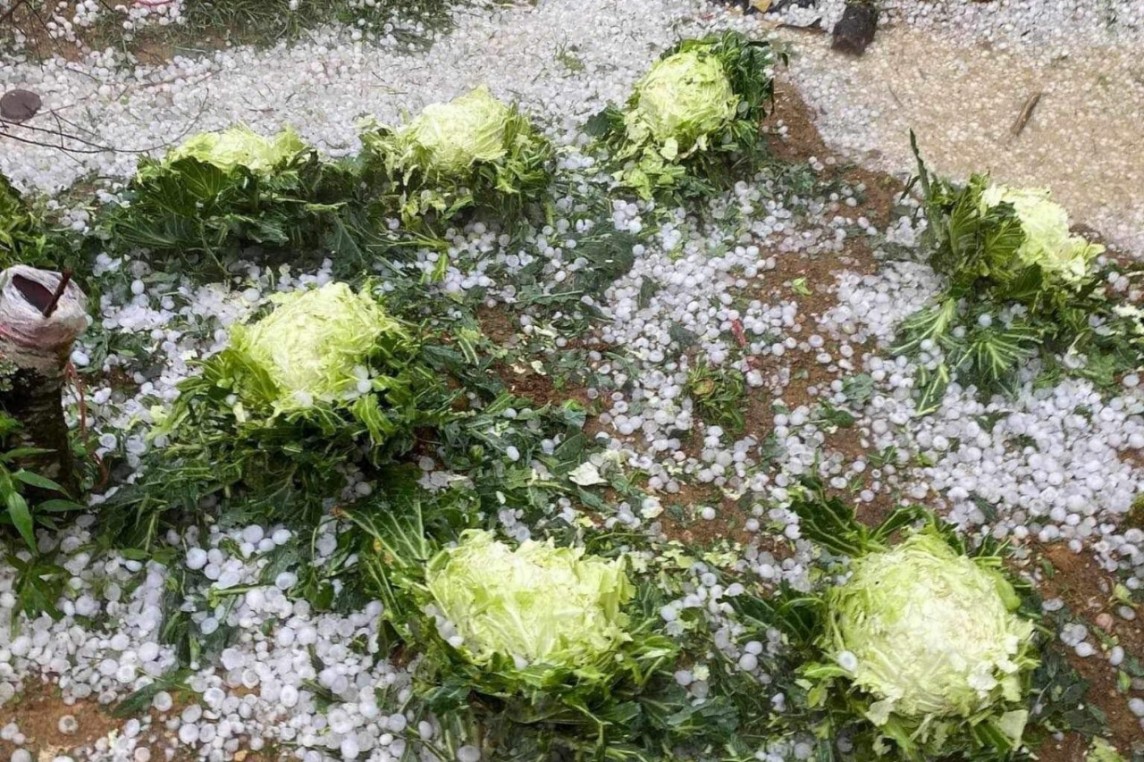 Sơn La: Mưa đá kinh hoàng tại Vân Hồ, hoa màu thiệt hại nặng nề