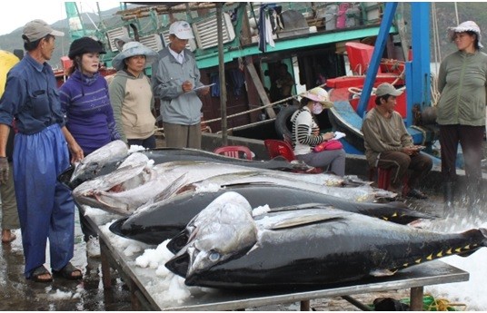 Phú Yên: Khai thác cá ngừ đại dương đạt sản lượng cao