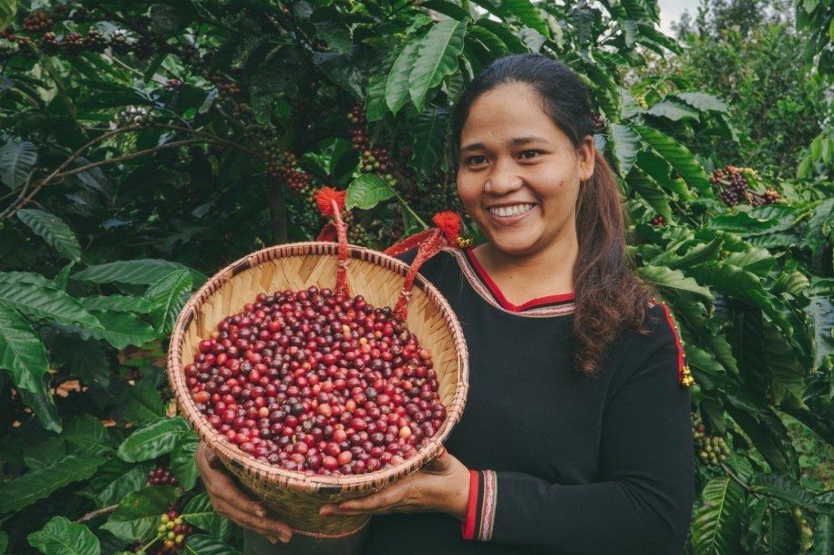 Đắk Lắk: Thị trường cà phê hướng đến sản xuất và xuất khẩu xanh bền vững