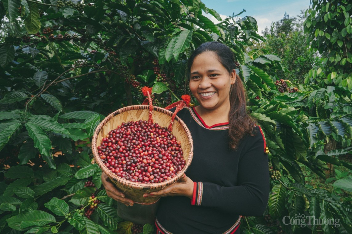 Đắk Lắk: Thị trường cà phê hướng đến sản xuất và xuất khẩu xanh bền vững