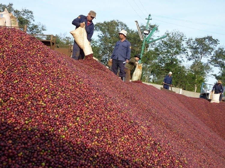 Nguồn cung cà phê Robusta eo họp đẩy giá cà phê trong nước tiếp tục đi lên