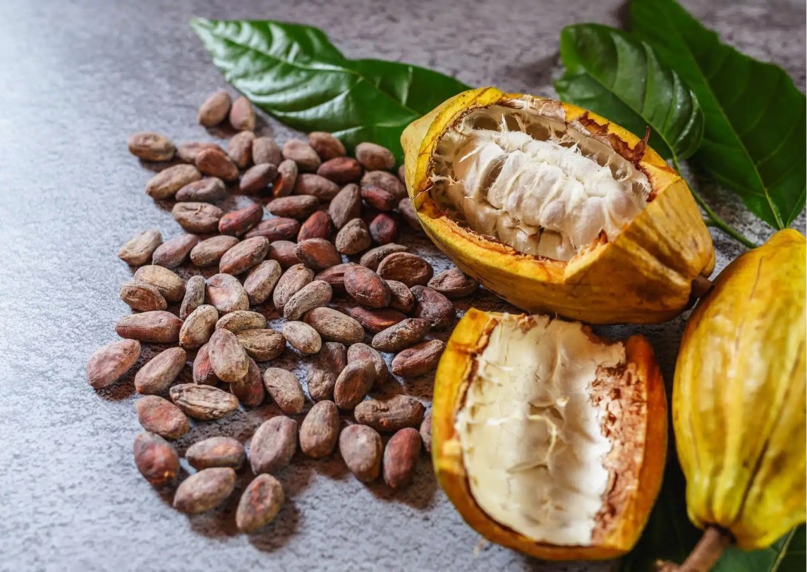 Tại sao cacao lại có “giá trị như vàng”?