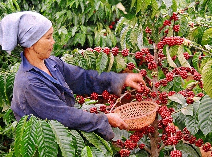 Việt Nam xuất khẩu khoảng 170.000 tấn cà phê trong tháng 4