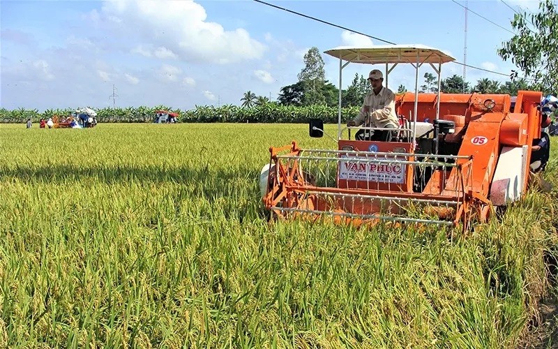 Diện tích lúa đã thu hoạch đạt 130.405 ha,Năm 2023, tỉnh Sóc Trăng xuống giống được hơn 330.000 ha lúa.