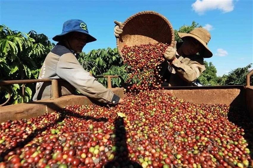 4 tháng đầu năm xuất khẩu cà phê đạt gần 670.000 tấn, thu về 2,23 tỷ USD