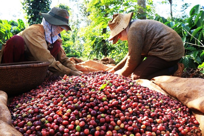 Xuất khẩu cà phê Việt Nam có thể sẽ tăng từ quý II