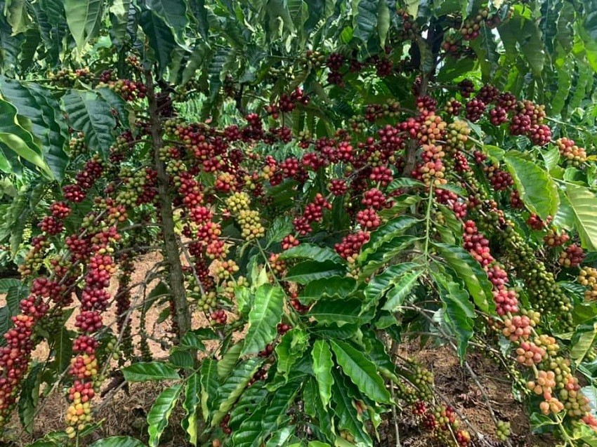 Lượng mưa ở Brazil bị hạn chế, giá cà phê Arabica tiếp đà phục hồi