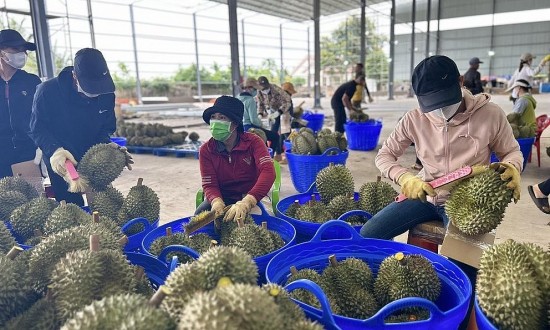 Sầu riêng Việt Nam được người tiêu dùng Trung Quốc ưa chuộng