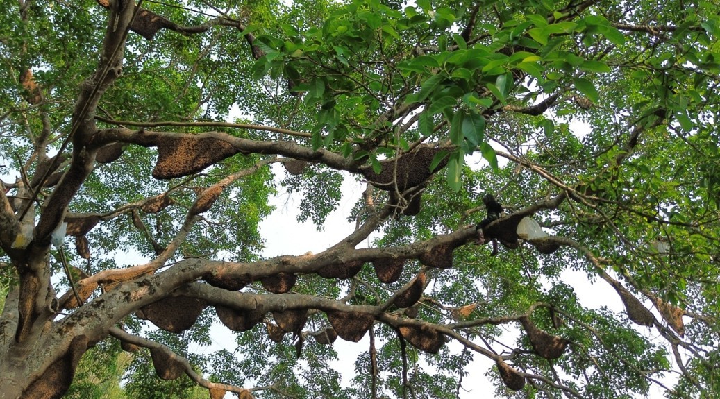 Điện Biên: Kỳ lạ cây đa cổ thụ có hàng trăm đàn ong khoái làm tổ, thu hàng tấn mật