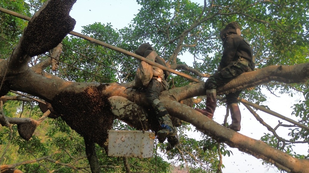 Điện Biên: Kỳ lạ cây đa cổ thụ có hàng trăm đàn ong khoái làm tổ, thu hàng tấn mật
