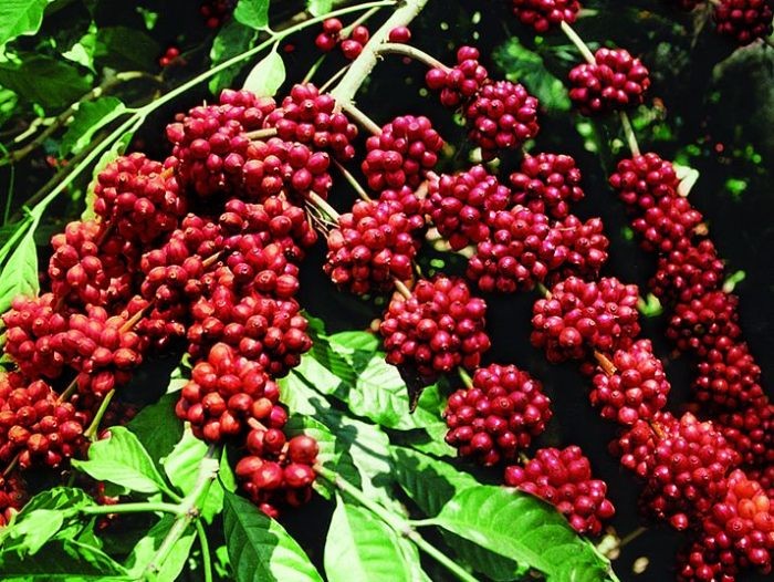 Giá cà phê xuất khẩu tăng trở lại khi lượng mưa Việt Nam và Brazil không đủ