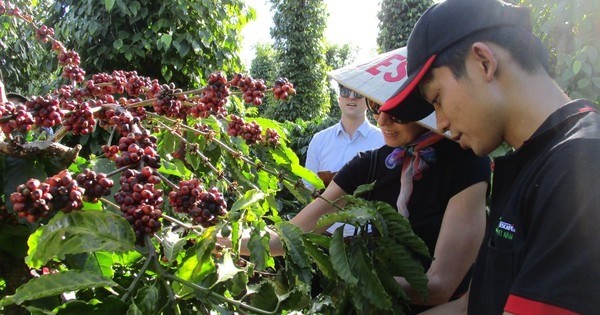 Giá cà phê xuất khẩu giằng co, cà phê Robusta sẽ quay lại trên mức 3.500 USD/tấn