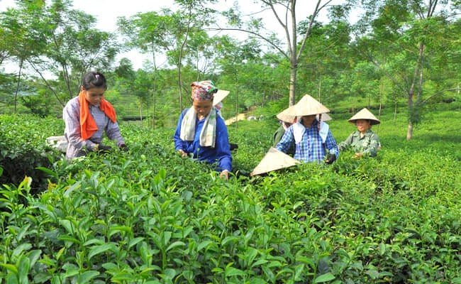 Tuyên Quang: Nâng tầm sản phẩm công nghiệp nông thôn