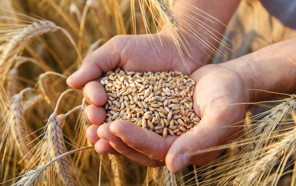 Giá lúa gạo hôm nay ngày 26/5 và tổng kết tuần qua: Giá lúa ổn định, giá gạo biến động mạnh