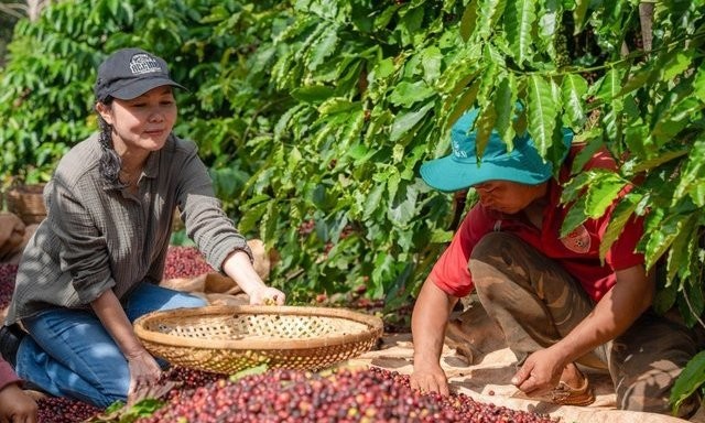 Sau 2 tuần giảm mạnh, giá cà phê đang "dò đáy