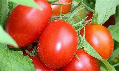 Giá nông sản hôm nay ngày 14/5: Sầu riêng giảm giá, cà chua đắt hơn trái cây nhập ngoại