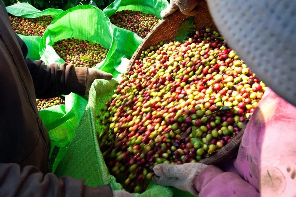 Lượng tồn kho tăng trở lại, giá cà phê xuất khẩu giảm mạnh