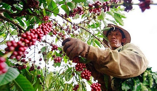Nguồn cung hạn chế, lượng cà phê xuất khẩu có xu hướng giảm