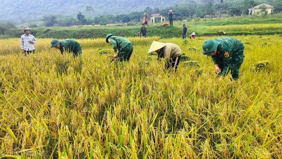 Quảng Bình: Bà con đồng bào Rục vào vụ mùa gặt
