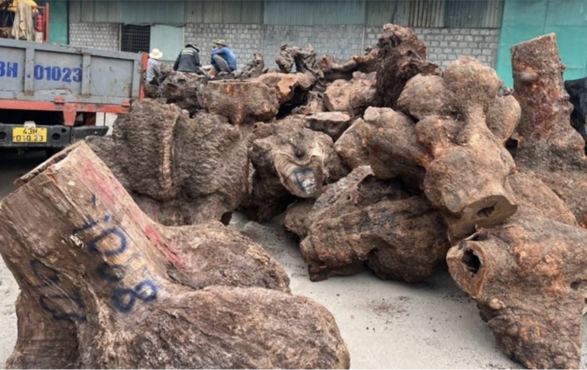 Quảng Nam: Bắt quả tang 5 xe đầu kéo vận chuyển hơn 240m³ gỗ trái phép