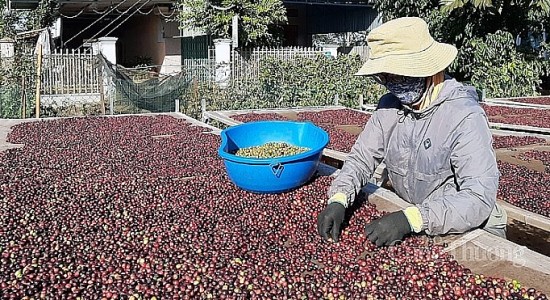 Lượng tồn kho đang cạn dần, giá cà phê xuất khẩu bật tăng