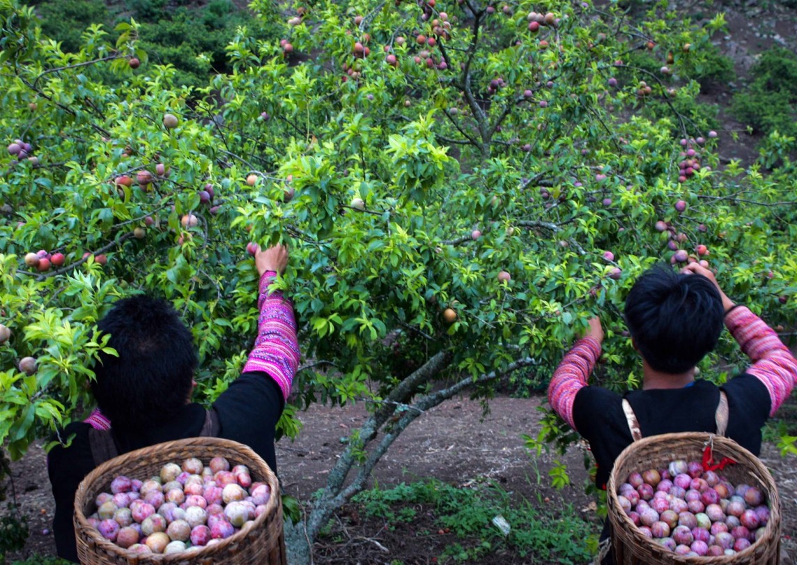 Huyện Thuận Châu – Sơn La Chương trình 1719 giúp thay đổi đời sống người dân vùng dân tộc thiểu số