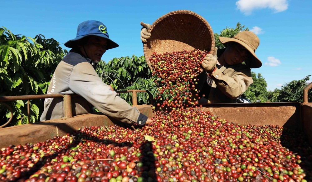 Giá cà phê xuất khẩu vào đà tăng mạnh, cà phê Robusta sẽ quay lại đỉnh?
