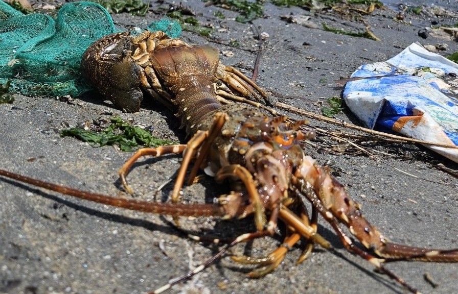Hơn 90 tấn tôm hùm, cá biển nuôi chết, Phú Yên chỉ đạo khẩn