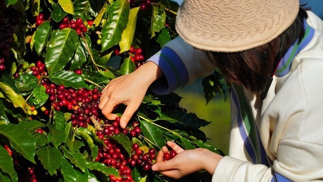 Thiếu hụt nguồn cung cà phê Robusta, thị trường cà phê sẽ quay về đỉnh cũ?