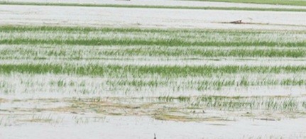 Thừa Thiên Huế: Mưa lớn làm ngập úng gần 2.000 ha lúa