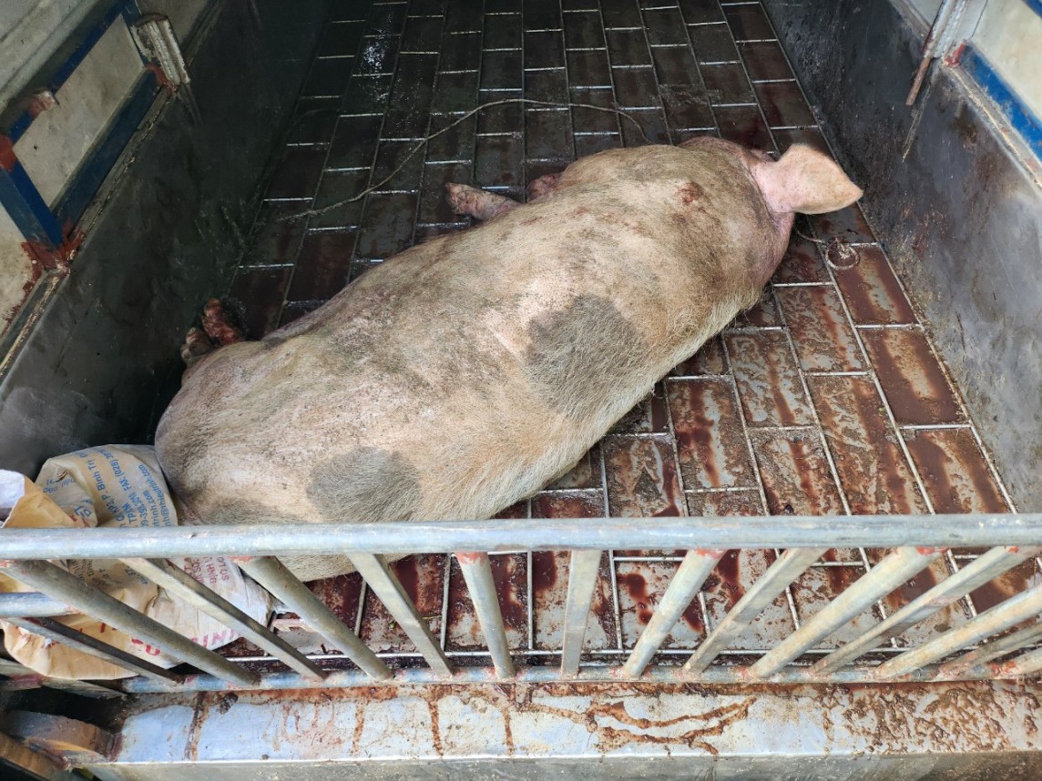 Tuyên Quang: Ngăn chặn kịp thời hơn 200 kg động vật lợn đã chết chuẩn bị tuồn ra thị trường