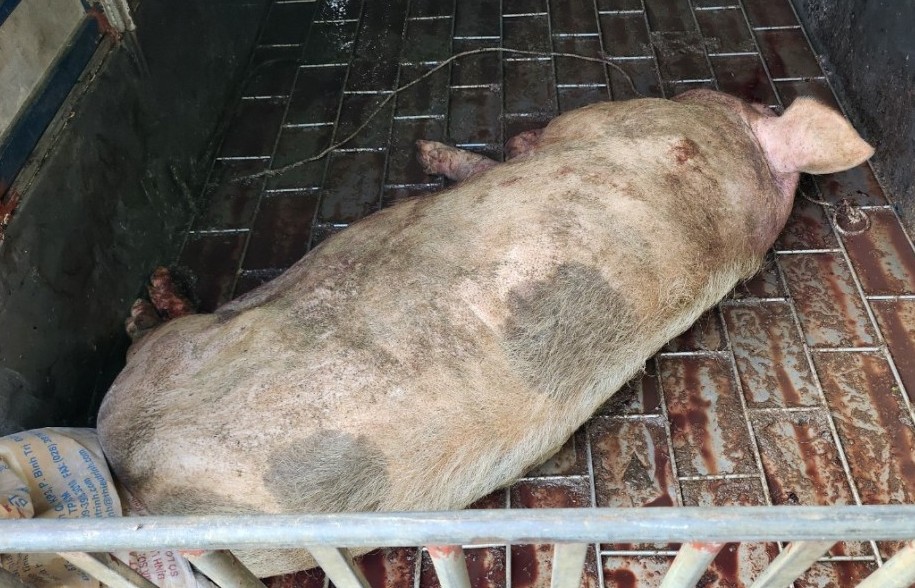 Tuyên Quang: Ngăn chặn kịp thời hơn 200kg lợn chết chuẩn bị tuồn ra thị trường