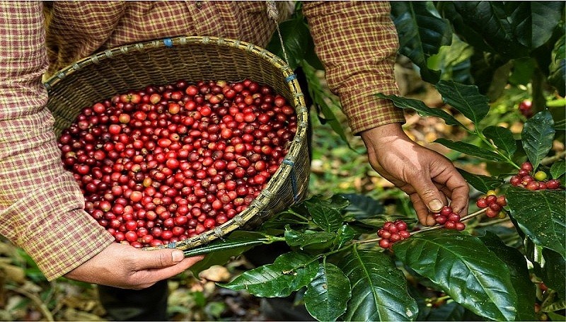 Giá cà phê xuất khẩu giảm nhưng cà phê Robusta còn lực tăng rất mạnh