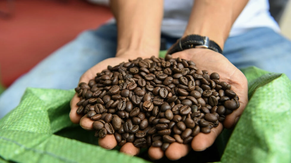Giá cà phê hôm nay, 25/5/2024: Giá cà phê trong nước lao dốc