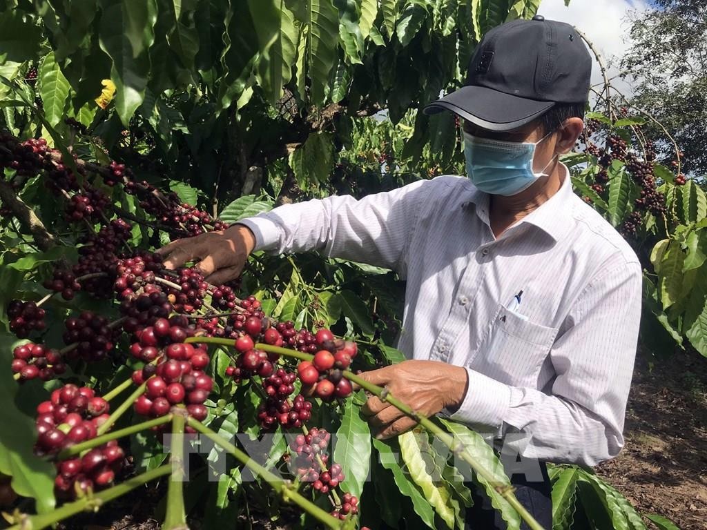 Sản lượng vụ cà phê sắp thu hoạch của Việt Nam dự báo giảm 20%