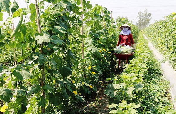 Mô hình trồng mướp hương trên nền đất ruộng tại quận Thốt Nốt, TP. Cần Thơ - (Ảnh CTO).