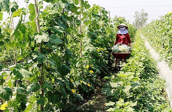 Cần Thơ: Nhiều nông dân mạnh dạn áp dụng mô hình luân canh lúa - rau màu