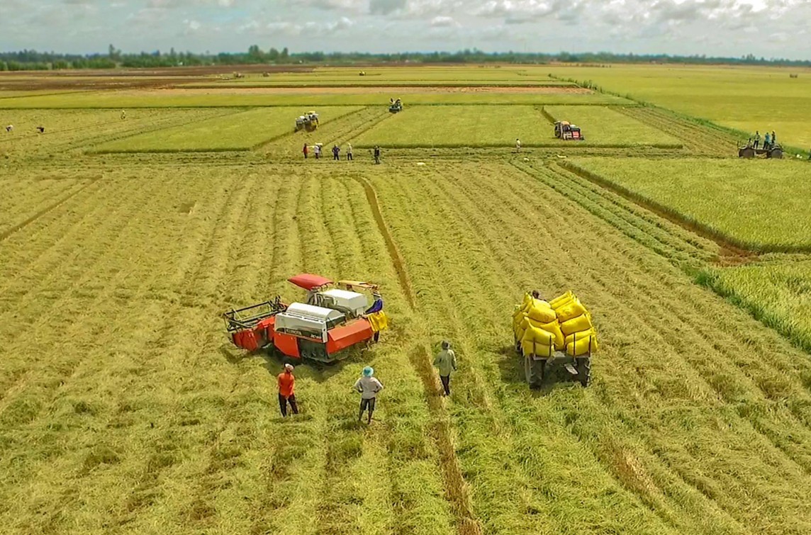 Đề án 1 triệu ha lúa hế mạnh còn bỏ ngỏ trong chuỗi ngành hàng sản xuất lúa gạo của vùng lúa Đồng bằng sông Cửu Long.