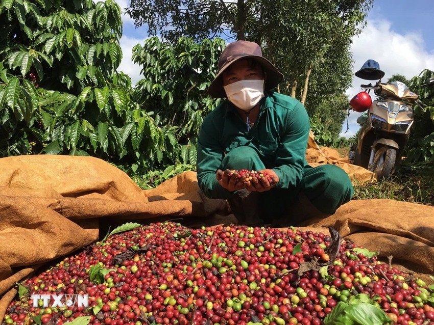 Sản lượng cà phê niên vụ 2023-2024 sẽ giảm 20%, xuống 1,47 triệu tấn