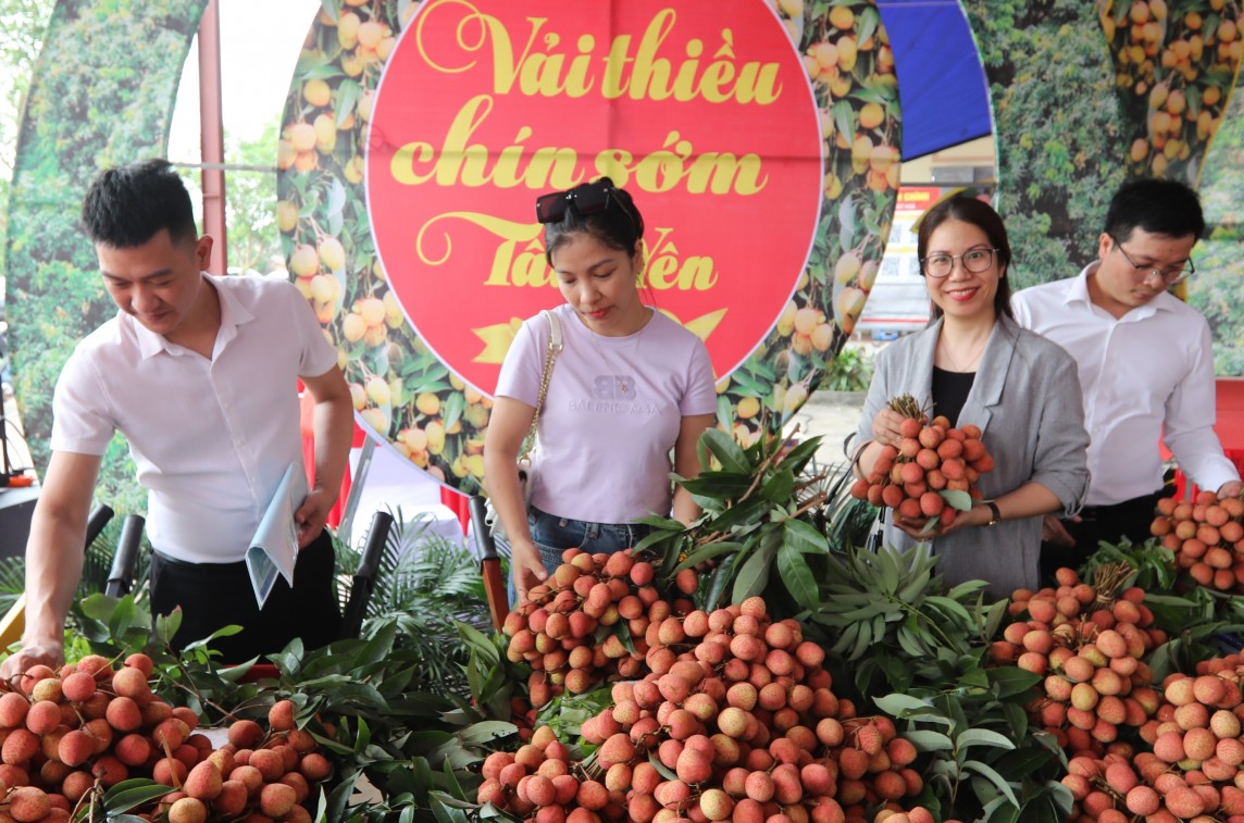 Bắc Giang: Đã tiêu thụ được hơn 20 nghìn tấn vải thiều