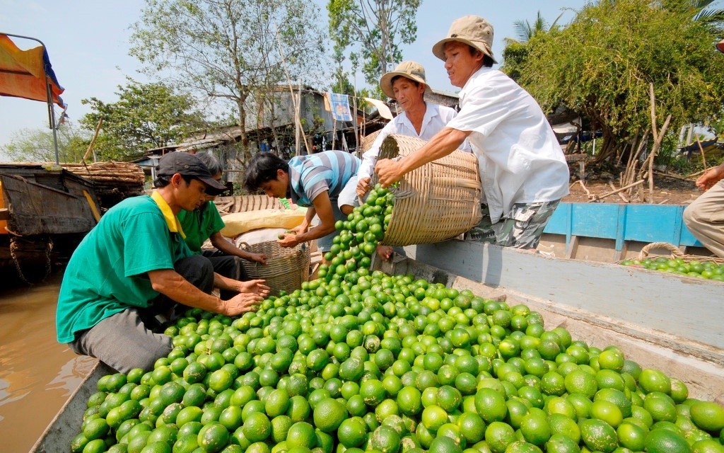 Giá nông sản hôm nay ngày 28/5: Tiêu có cơ hội trở lại CLB tỷ USD; giá bưởi da xanh khởi sắc